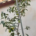Jungher 3* Korčula