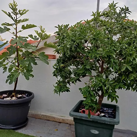 Maison d'hôtes Jungher